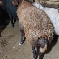 یک راس گوسفند۳ساله  چاق