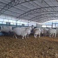 فروش گوسفند رومانوف و رومن ،گوسفند لاکن و..|حیوانات مزرعه|اصفهان, مولوی|دیوار