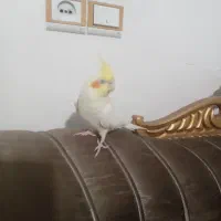 عروس هلندی لوتینو|پرنده|گلپایگان, |دیوار