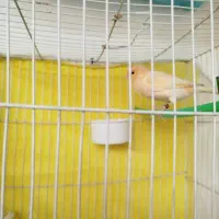 قناری پرنده