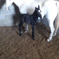 نریان۴ساله|اسب و تجهیزات اسبسواری|شیراز, سلطان آباد|دیوار