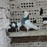 یک جفت طوقی هفت رنگ