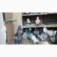 کبوتر جوجه کشی