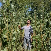 نهال یک ساله صنوبر نیگرا|گل و گیاه طبیعی|الشتر, |دیوار