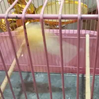 قناری نر سوپری درشت|پرنده|تهران, قصر فیروزه ۱|دیوار