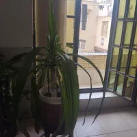 گل ذرتی|گل و گیاه طبیعی|شیراز, شهرک مخابرات|دیوار