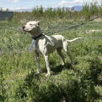 داگو اصیل ماده