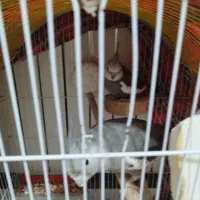 یک جفت عروس هلندی وایت فیس خالص