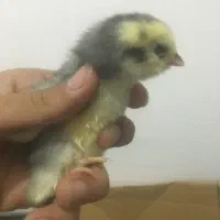 جوجه لاری فروشی کیفیت فول اصیل