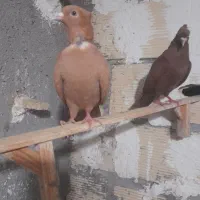 کفتر نروماده