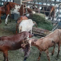 چند عدد بز|حیوانات مزرعه|سیریک, |دیوار