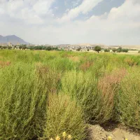 جارو|جاروبرقی، جارو شارژی، بخارشو|سنقر, |دیوار