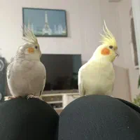 عروس هلندی دستی|پرنده|اسلام‌شهر, شهرک مهدیه|دیوار