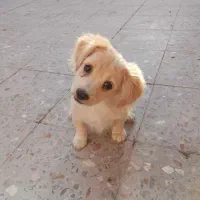 کوچلو دوست داشتنی معاوضه با پرنده