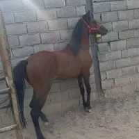 اسب نریان ۴ ساله شجره دار|اسب و تجهیزات اسب‌سواری|خمینی‌شهر, |دیوار