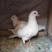 کبوتر ماده