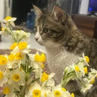 واگذاری گربه واکسن زده و شناسنامه دار