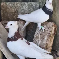 طوقی پاپر نروماده