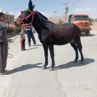 هر نمونه قاطر موجود