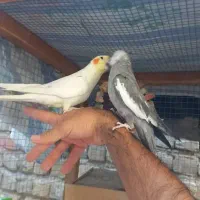خرید و فروش عروس هلندی و گرینجک|پرنده|شیراز, کرونی(خاتونک)|دیوار