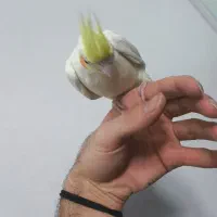 طوطی عروس هلندی