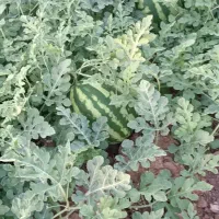 هندوانه  بیضی بی سی دو
