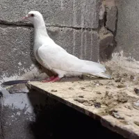 کفتر|پرنده|باشت, |دیوار