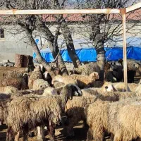 فروش میش بختیاری درجه یک