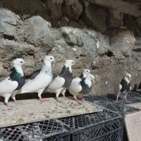 کبوتر طوقی