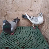 جفت نر آلمانی