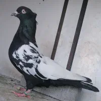 (( کفتر سینه ماده ))