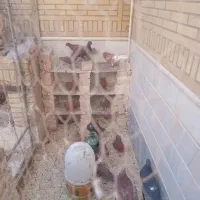کبوتر یا کفتر رواعب سالم و سرحال|پرنده|قم, صفائیه|دیوار