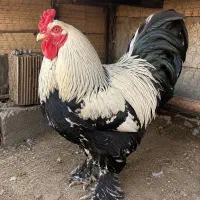 مرغ و خروس برهمای اصل