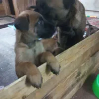 سگ گارد|سگ|گرمدره, |دیوار