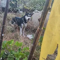 سگ هاسکی|سگ|مشهد, کوشش|دیوار