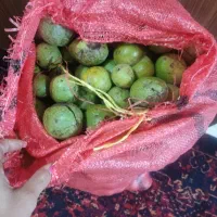 گردو