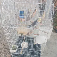 عروس هلندی سخن گو