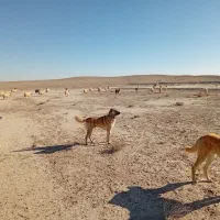 واگذاری سگ گله