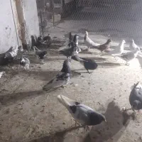 کبوتر یا کفتر شهری بهبانی پلاکی