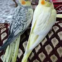 جوجه عروس هلندی نر دوماهه