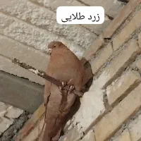 کفترپرشی ساعتی بلندگیر