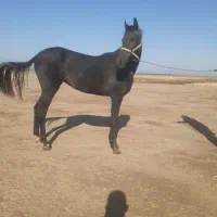 کره اسب ۱۶ ماهه مدارک کامل|اسب و تجهیزات اسب‌سواری|گنبد کاووس, |دیوار