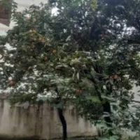 فروش-زمین-200-متری
