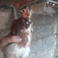 فروش جوجه گلین ۳۵ روزه|حیوانات مزرعه|قائمشهر, |دیوار