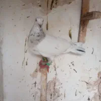 کبوتر هفرنگ پرشی ضربه به شرط پرش نر|پرنده|سبزوار, فرهنگیان|دیوار