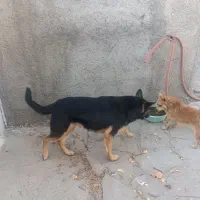 سگ ژرمن فروش یا معاوضه|سگ|دماوند, دماوند|دیوار