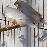 فنچ|پرنده|رشت, پل تالشان|دیوار