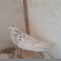 این  کبوترها ازم گم شودن هرکی  گرفته  پول می دم|پرنده|کوهدشت, |دیوار