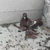 کبوتر پرنده|پرنده|تبریز, |دیوار