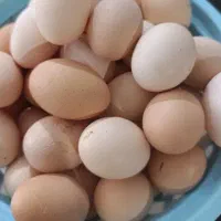 تخم مرغ محلی تازه  در سلطانیه
